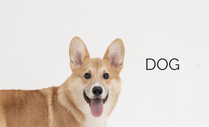 dogs